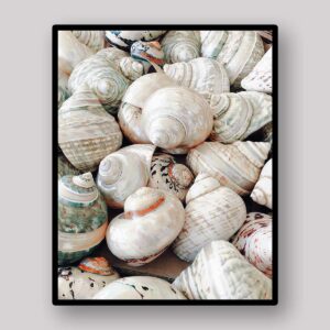 Pale Shell Pile