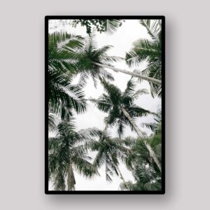 Palm Sky Canopy