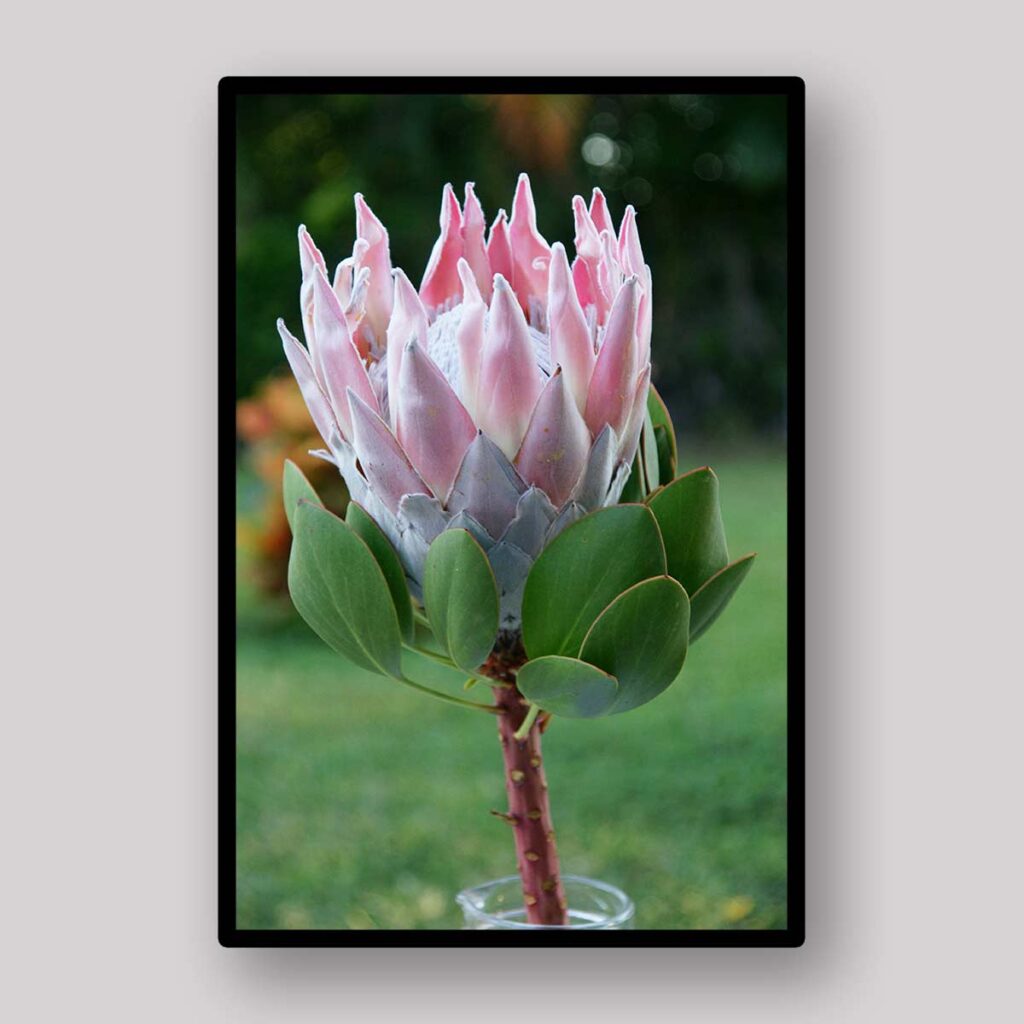 Pastel Protea Stem