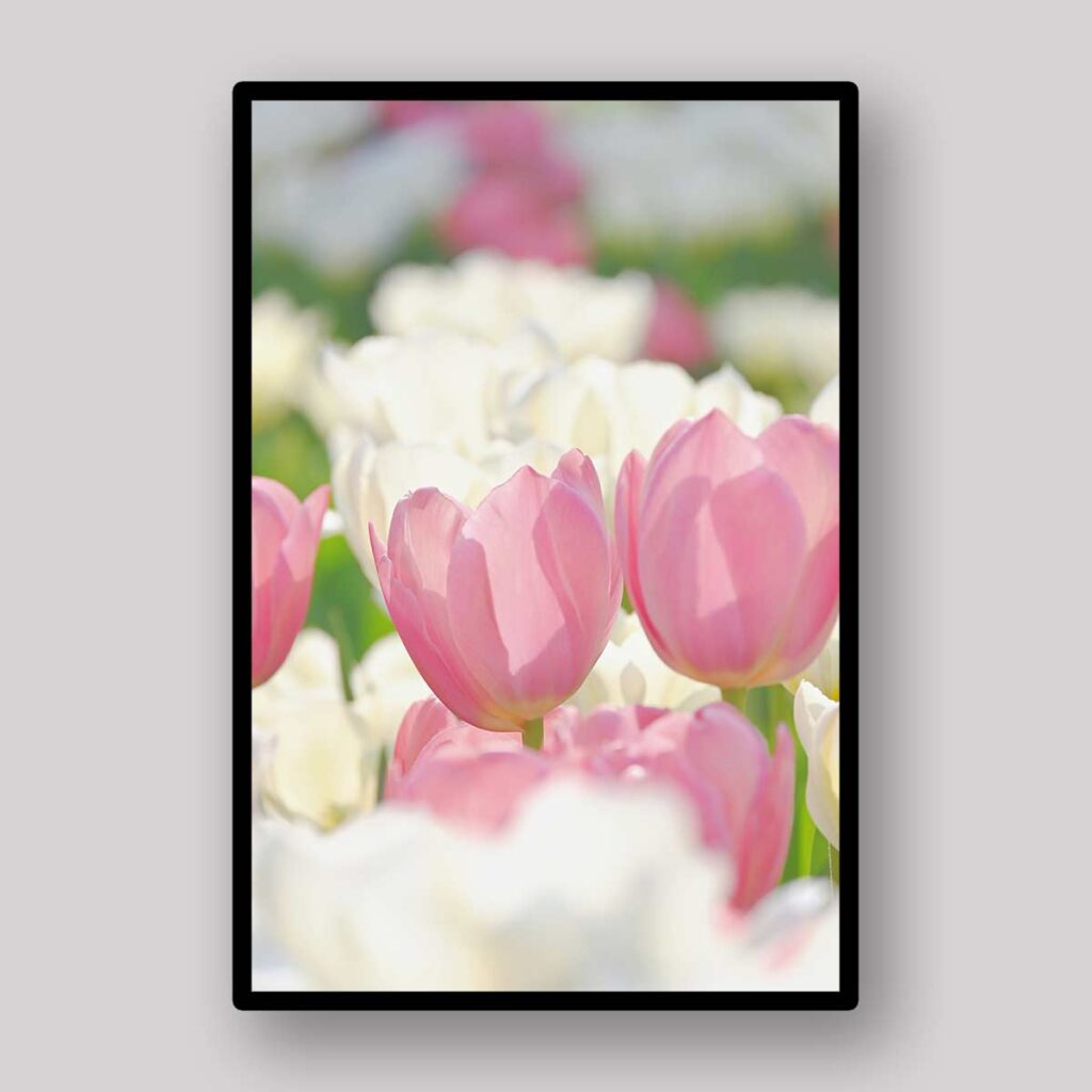 Pastel Tulip Layers