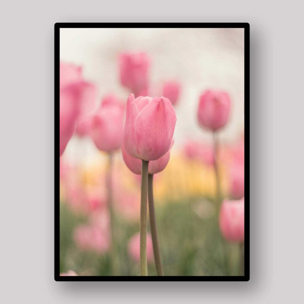 Pastel Tulip Meadow