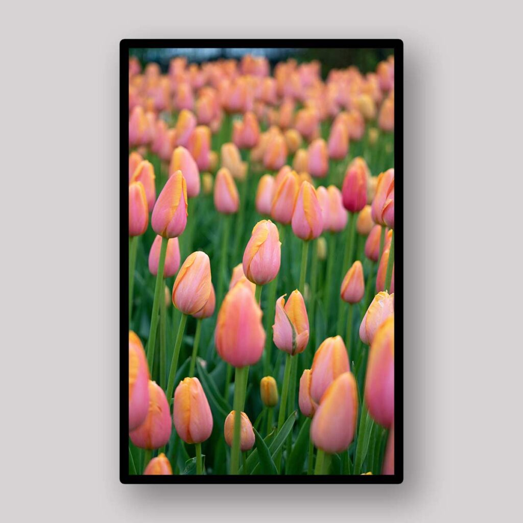 Peach Tulip Rows