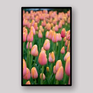 Peach Tulip Rows