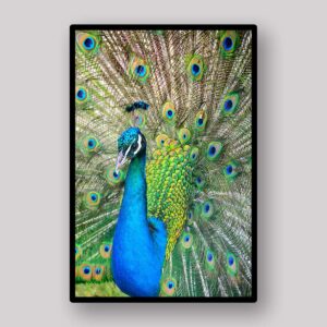 Peacock Feather Display