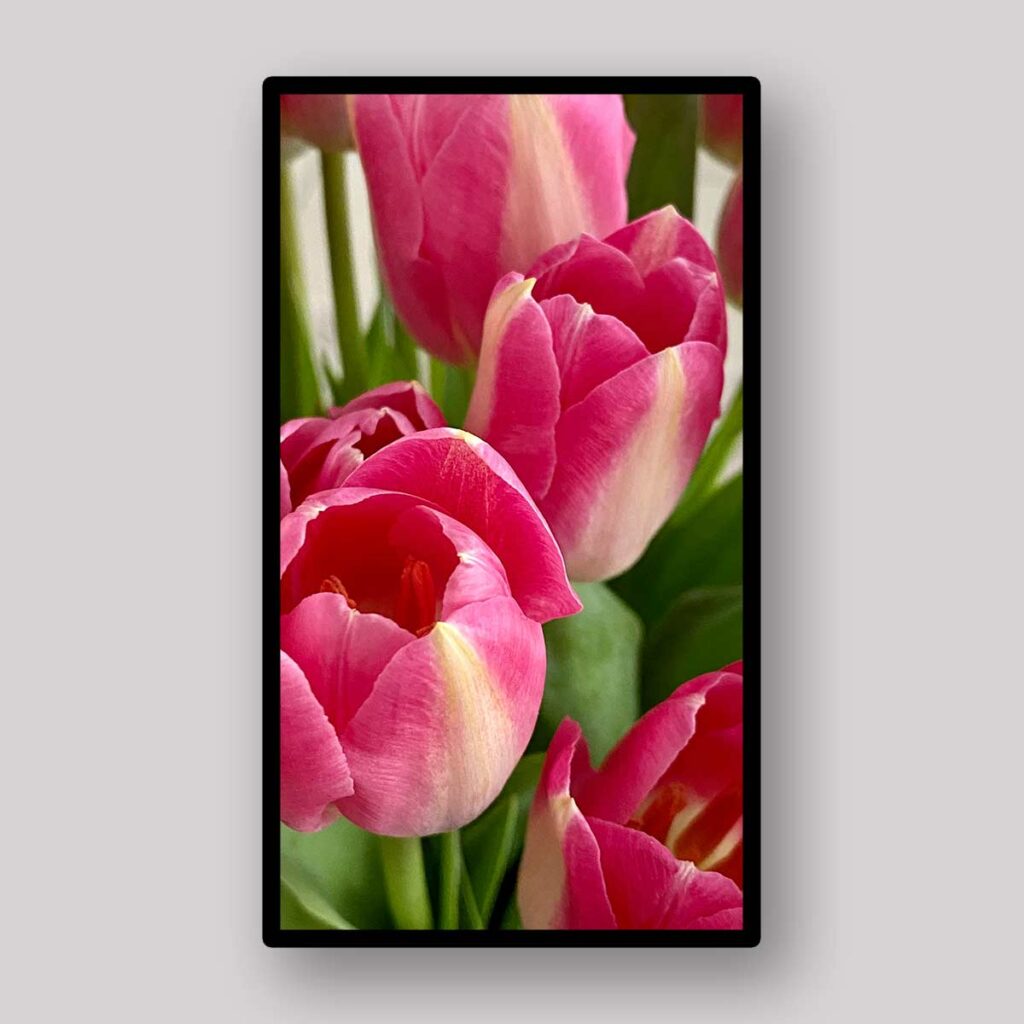 Pink Petal Closeup