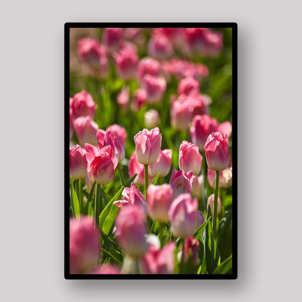 Pink Spring Tulips