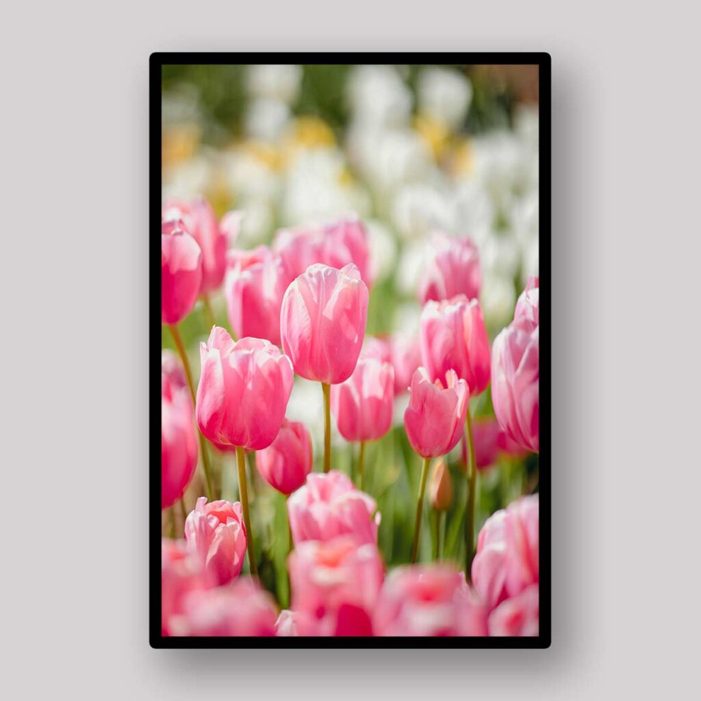 Pink Tulip Field