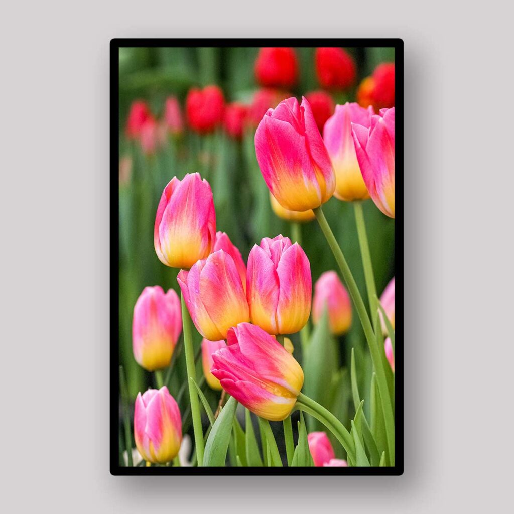 Pink Tulip Garden