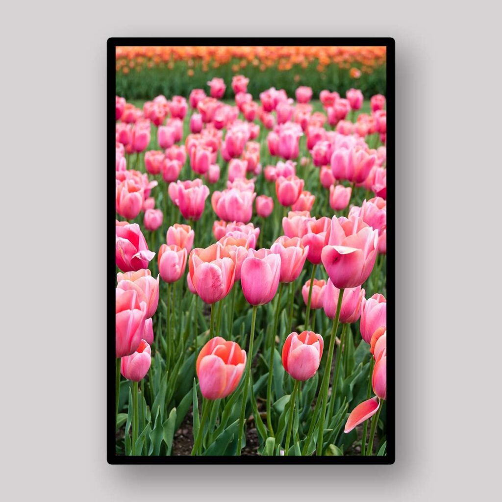 Pink Tulip Rows