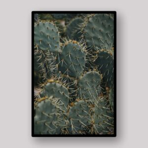 Prickly Cactus Texture