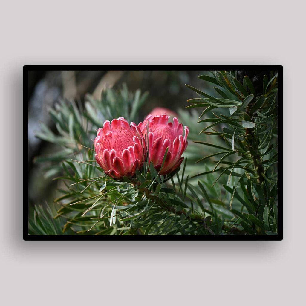Protea Bud Pair