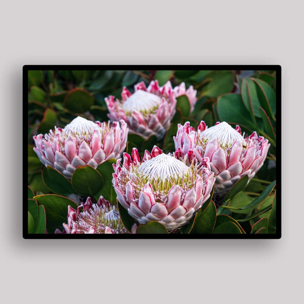 Protea Garden Cluster