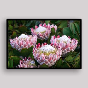 Protea Garden Cluster