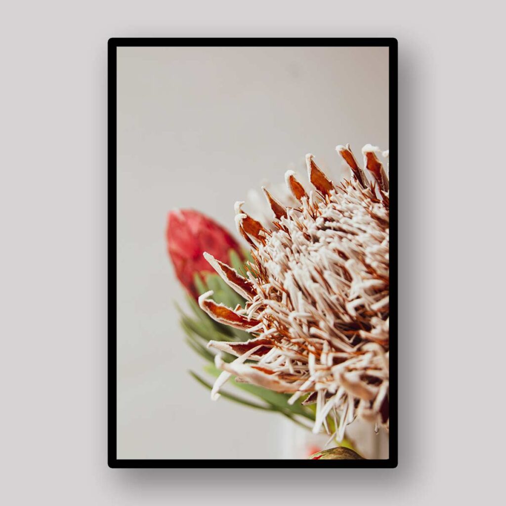 Protea Petal Detail
