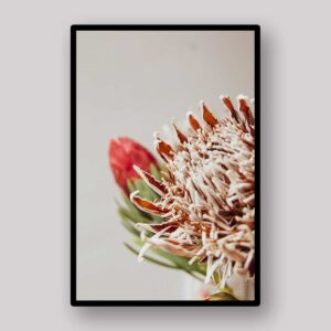 Protea Petal Detail