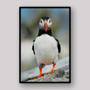 Puffin Cliff Portrait