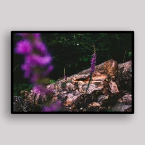 Purple Rock Garden