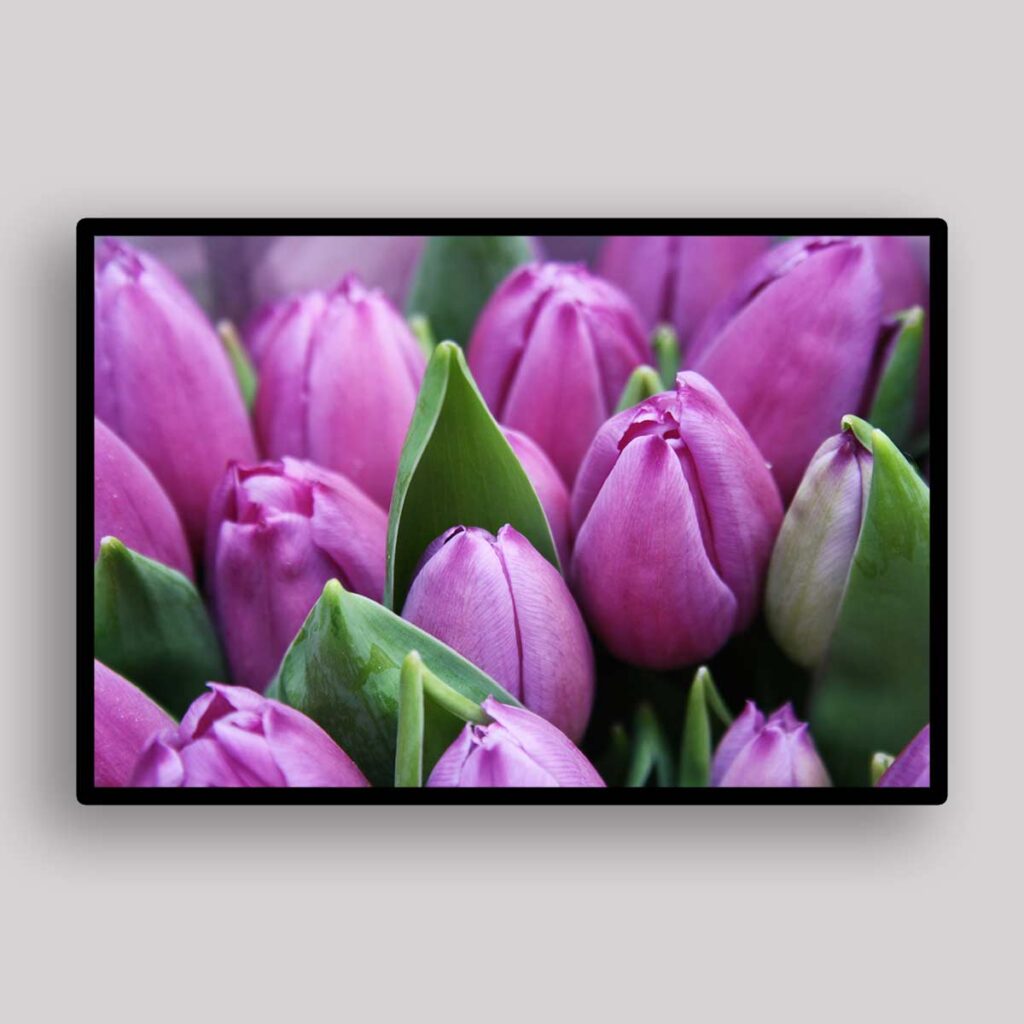 Purple Tulip Cluster