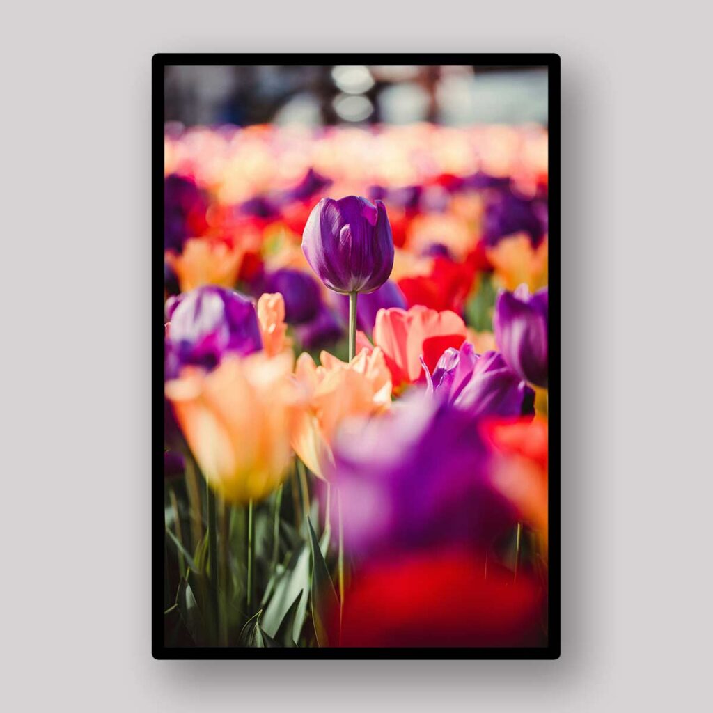 Purple Tulip Glow