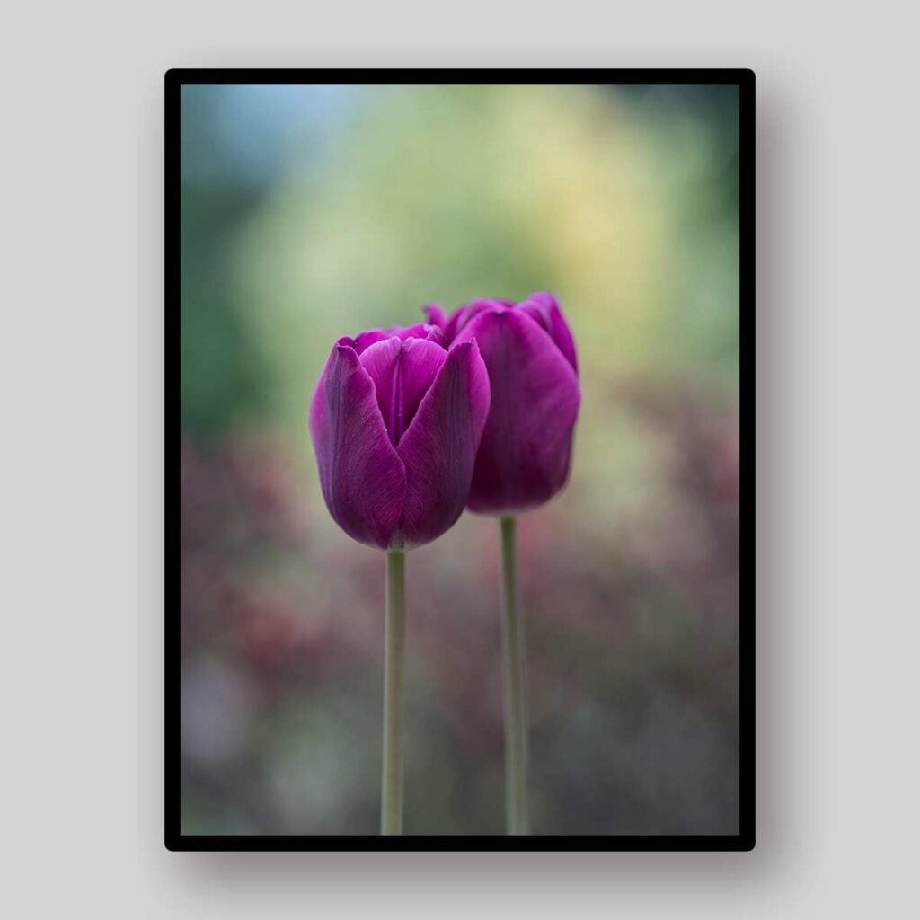 Purple Tulip Pair