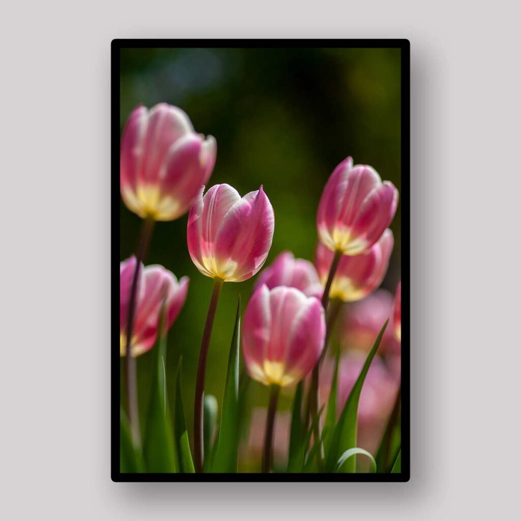 Purple Tulip Stems