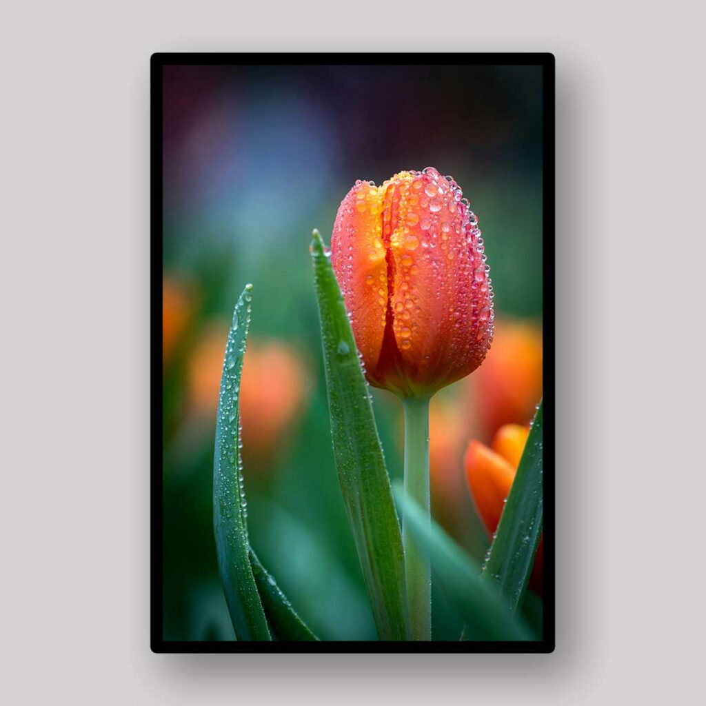 Rain Kissed Tulip