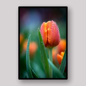 Rain Kissed Tulip