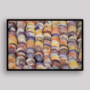 Rainbow Shell Rows