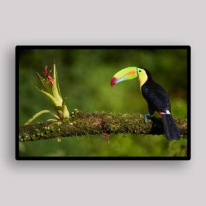 Rainforest Toucan Perch