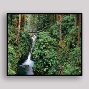 Rainforest Waterfall Path