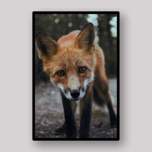 Red Fox Portrait
