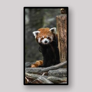 Red Panda Rest