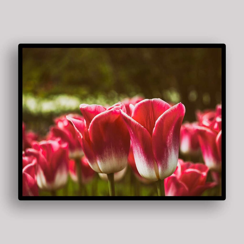 Red Tulip Closeup