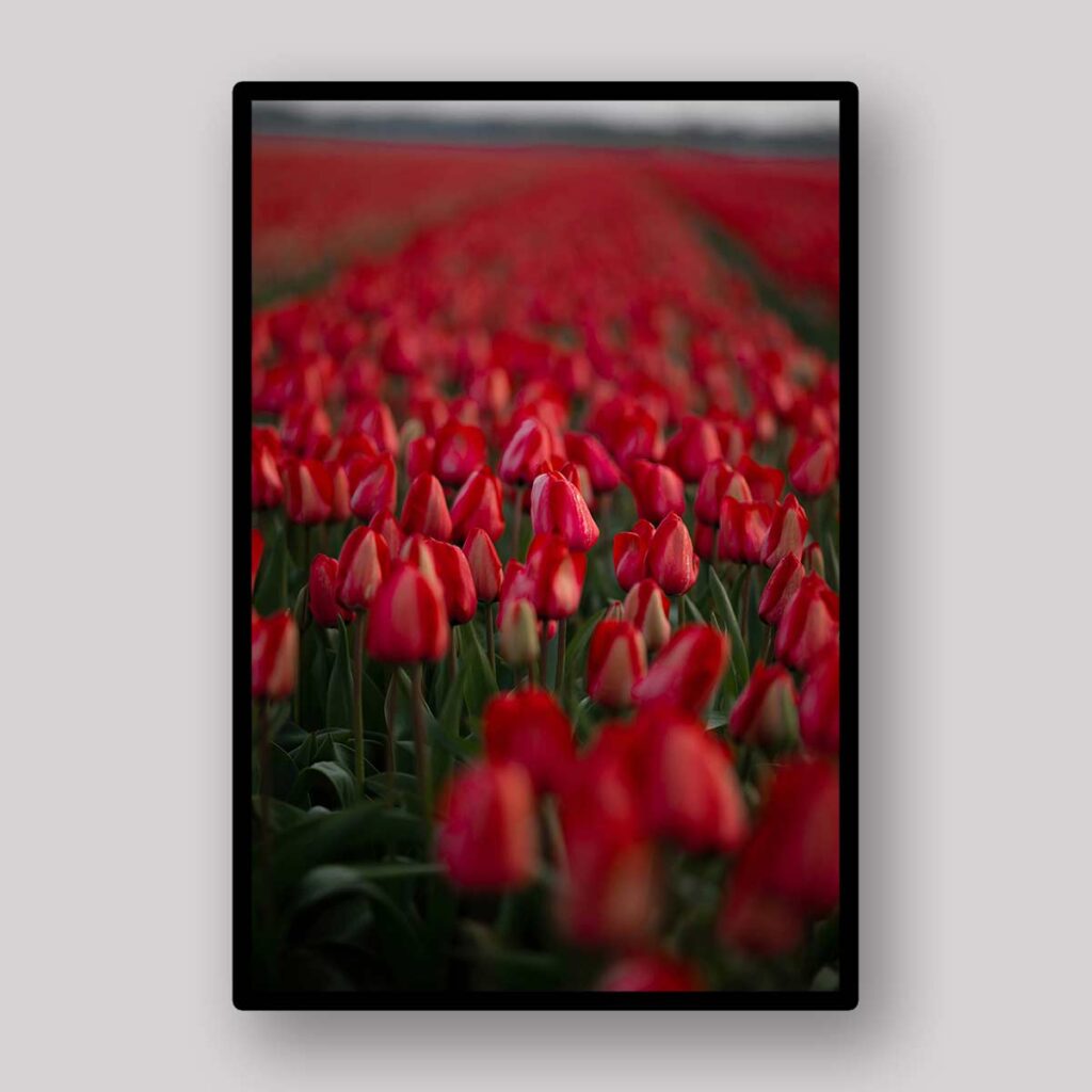 Red Tulip Field