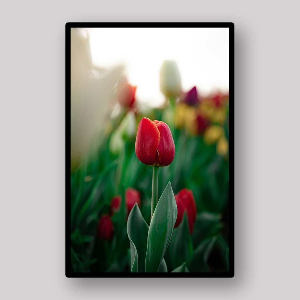 Red Tulip Morning