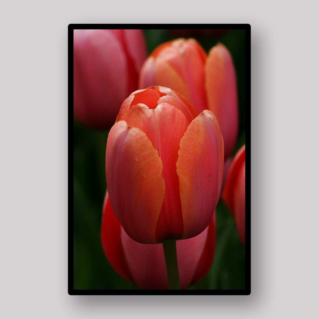 Red Tulip Portrait