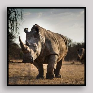 Rhino Dust Walk
