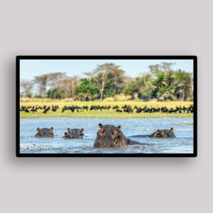 River Hippo Gathering