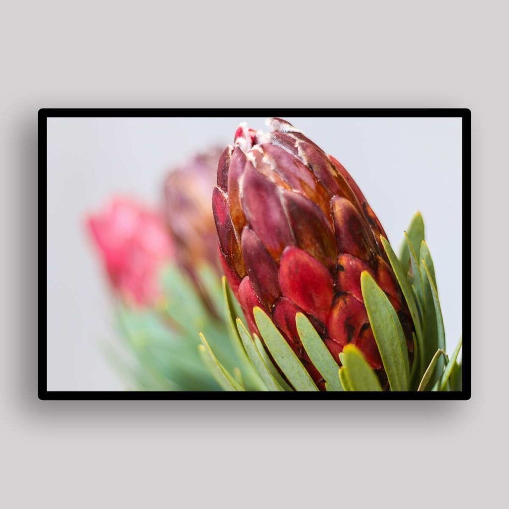 Rose Protea Bud