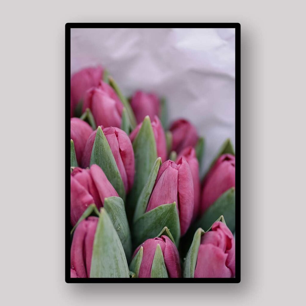 Rose Tulip Buds