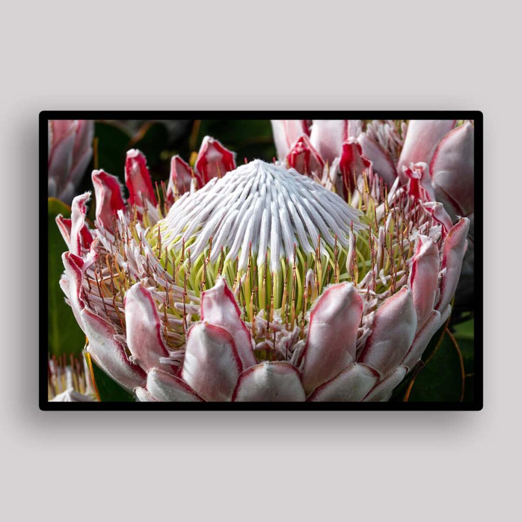 Royal Protea Bloom - David Clode