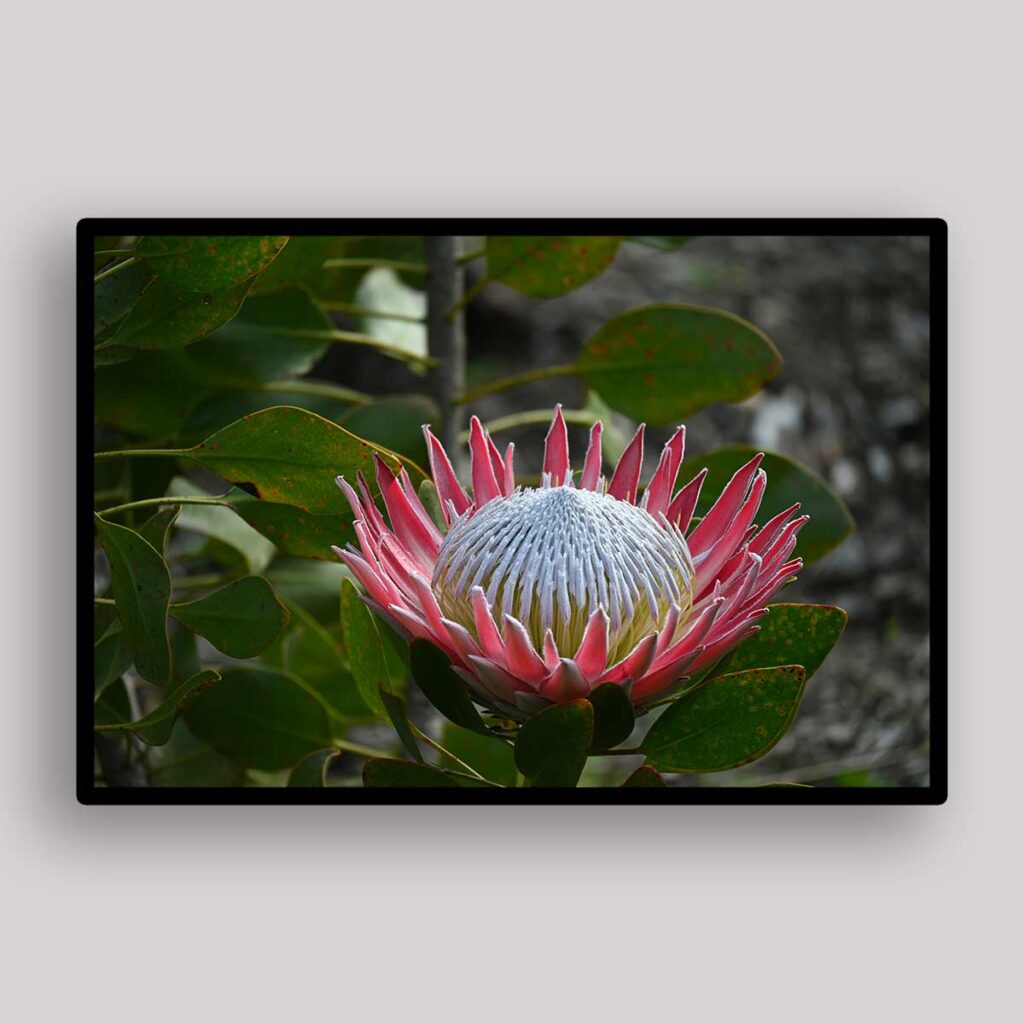 Royal Protea Bloom - Tanya Paquet