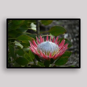 Royal Protea Bloom - Tanya Paquet