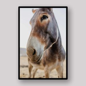 Rustic Donkey Portrait
