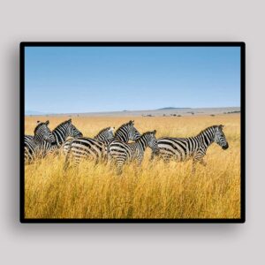 Savanna Zebra Line