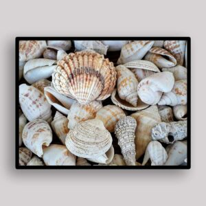 Scallop Shell Cluster