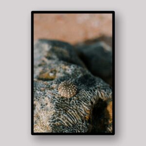 Sea Urchin Detail