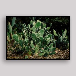 Shadow Cactus Garden
