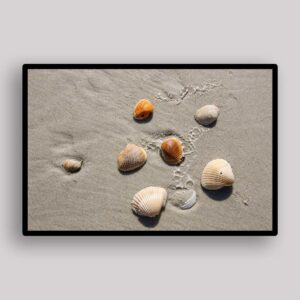 Shell Footprint Scatter