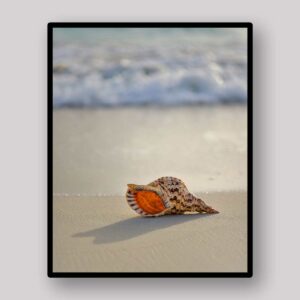 Shell In Surf